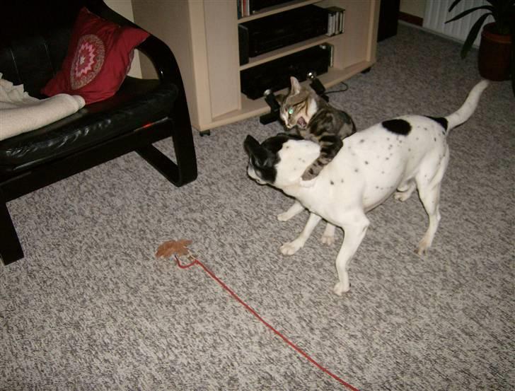 Blanding af racer Lillebror Albert<'33 d; - suprice!<3  billede 14