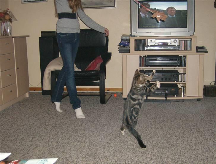 Blanding af racer Lillebror Albert<'33 d; - albert, som er ved at sætte af efter sit legetøj<3 billede 15