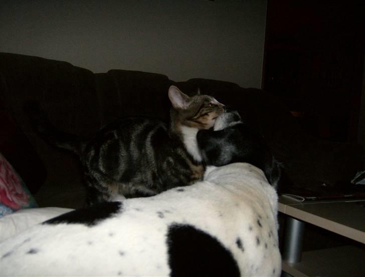 Blanding af racer Lillebror Albert<'33 d; - venne mys(:<3 billede 16