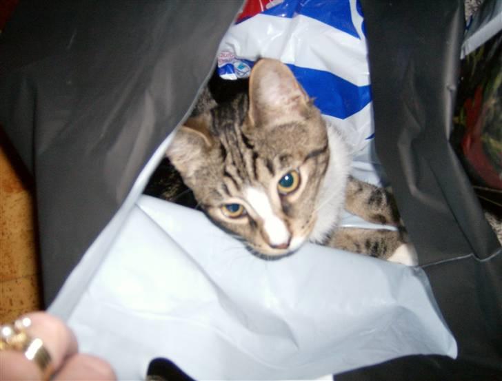 Blanding af racer Lillebror Albert<'33 d; - så blev det endelig jul! men inden man smider poser og gavepapir ud, skal man huske at finde albert først!:´)<3 billede 17