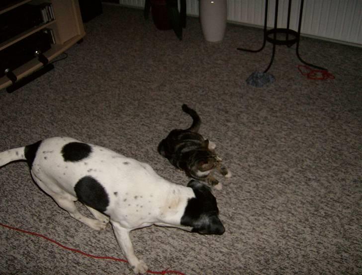 Blanding af racer Lillebror Albert<'33 d; - pause! billede 18