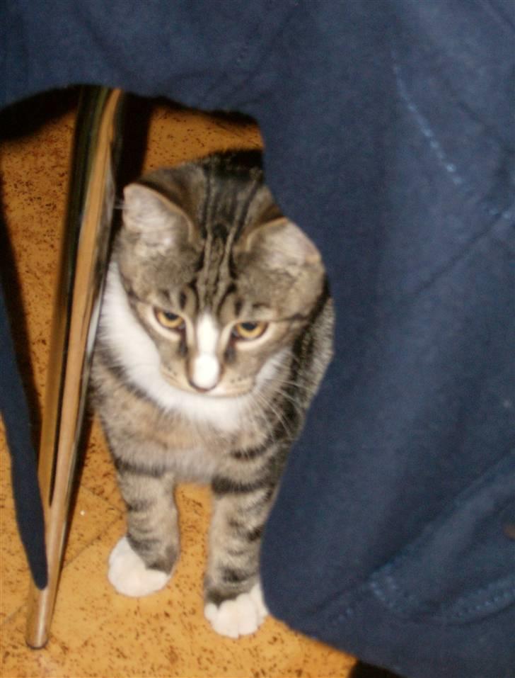 Blanding af racer Lillebror Albert<'33 d; - fandt dig!<3 billede 19