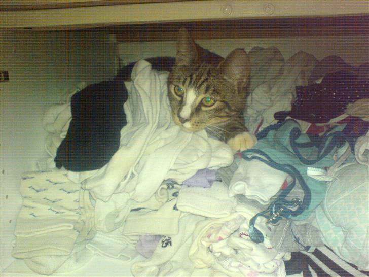 Blanding af racer Lillebror Albert<'33 d; billede 20