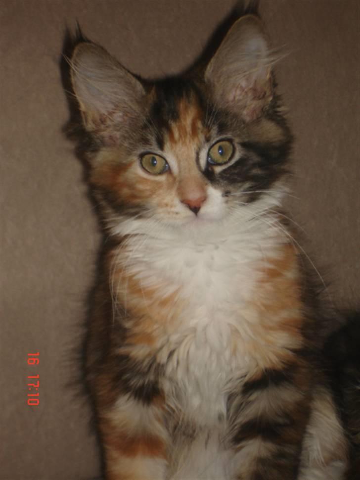 Maine Coon DK Kruse`s Blossom billede 1