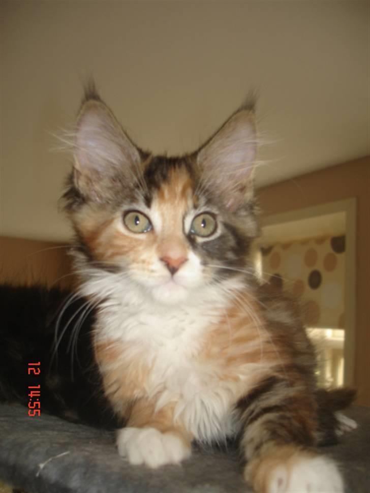 Maine Coon DK Kruse`s Blossom billede 2