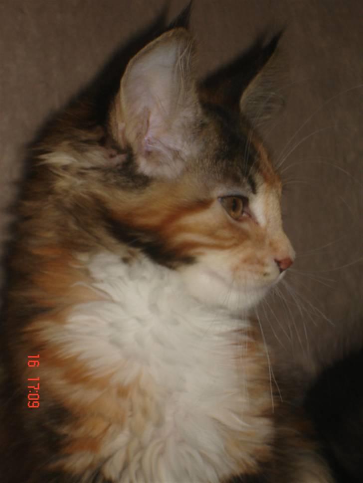 Maine Coon DK Kruse`s Blossom billede 3