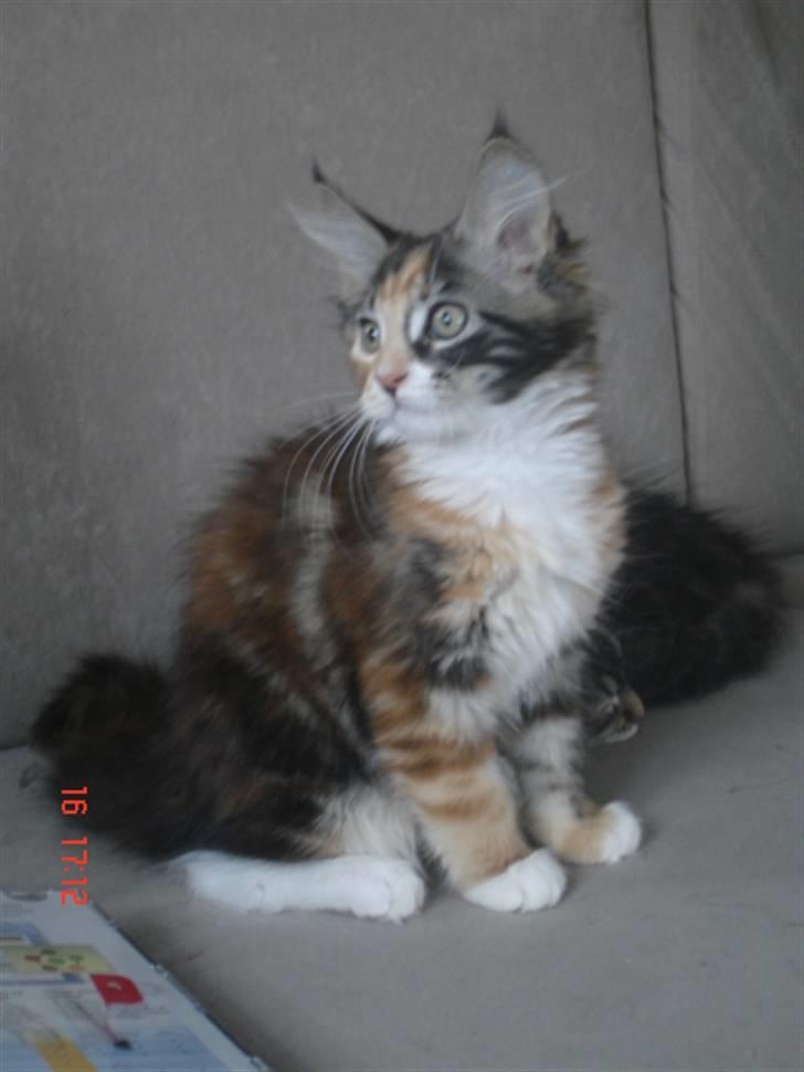 Maine Coon DK Kruse`s Blossom billede 4