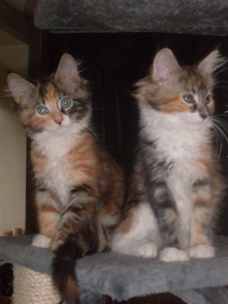 Maine Coon DK Kruse`s Blossom billede 5