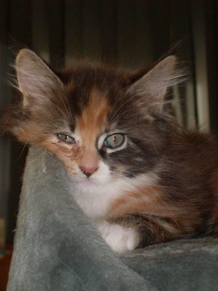 Maine Coon DK Kruse`s Blossom billede 6