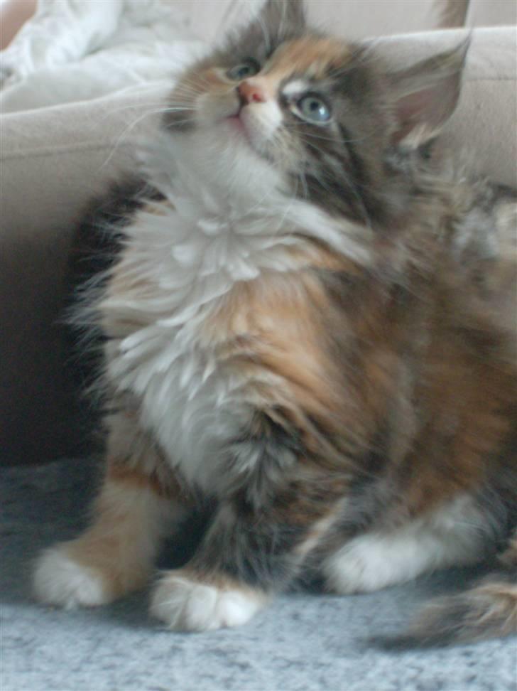 Maine Coon DK Kruse`s Blossom billede 7