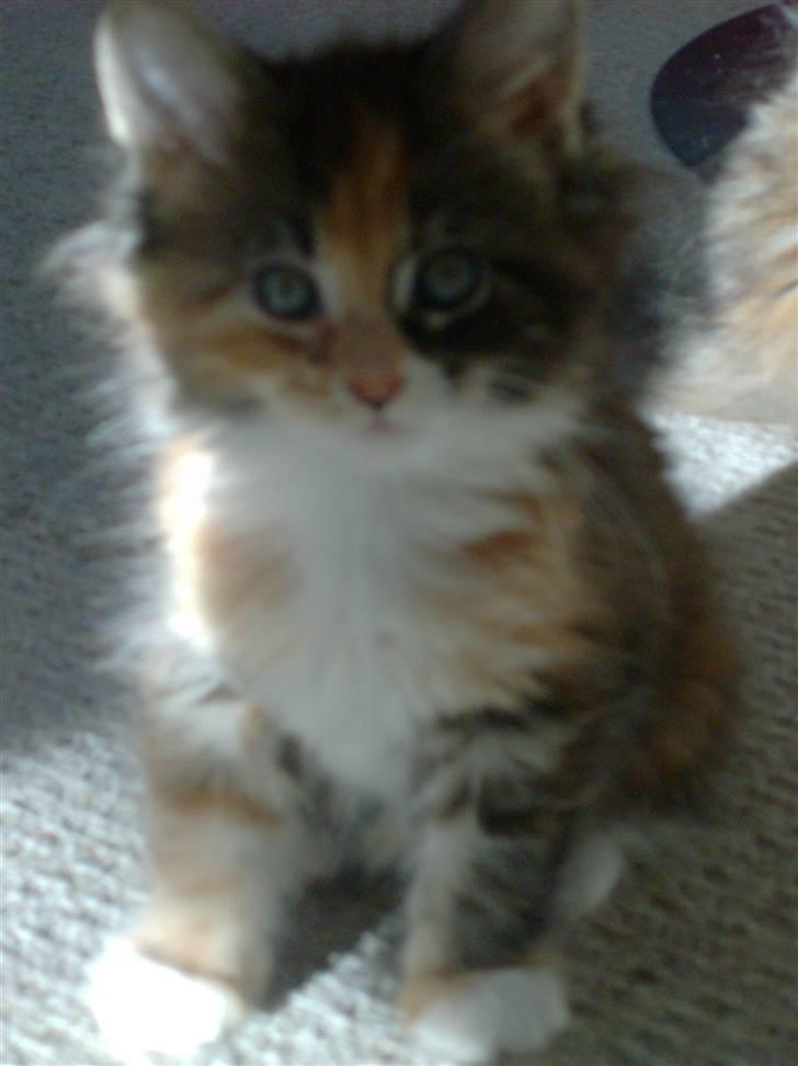 Maine Coon DK Kruse`s Blossom billede 8