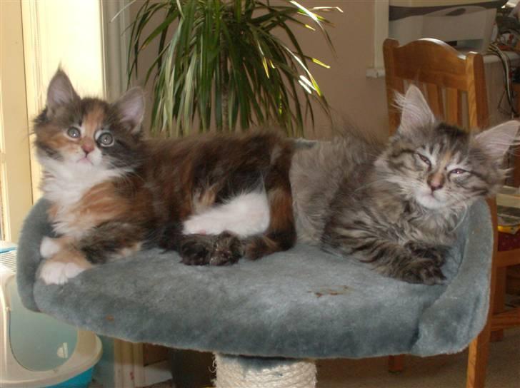 Maine Coon DK Kruse`s Blossom billede 9