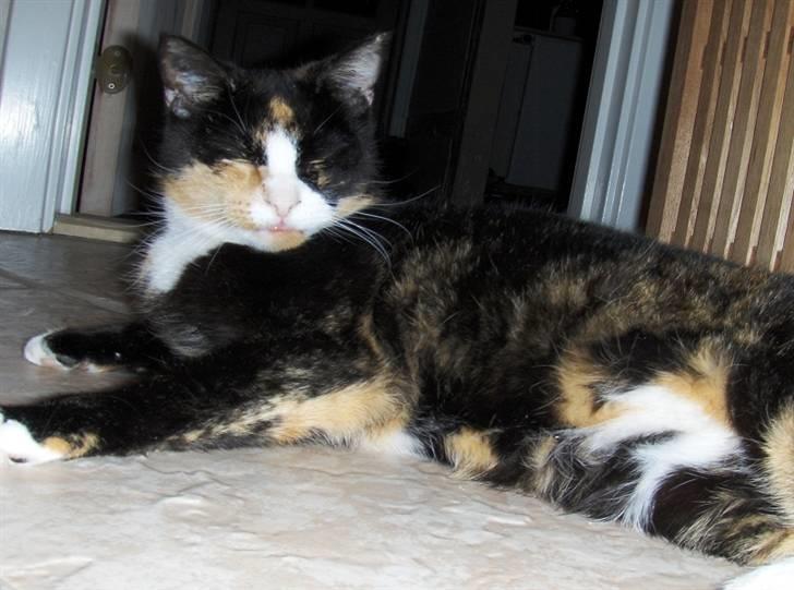 Huskat Misser - Min dovne kat ud på badeværelset billede 1