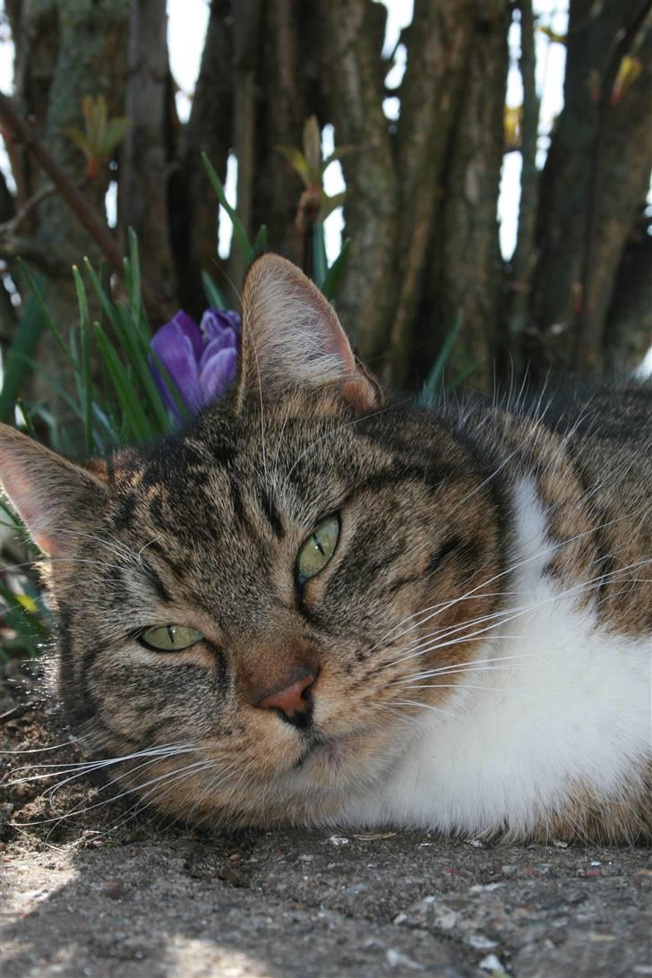 Huskat Chiddie Huskat billede 1