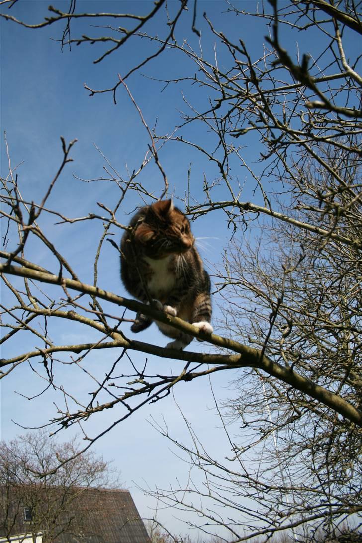 Huskat Chiddie Huskat billede 2