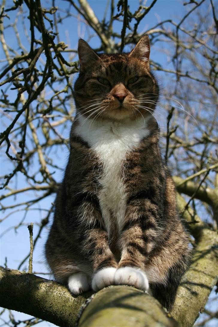 Huskat Chiddie Huskat billede 3