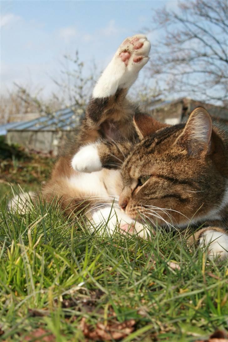 Huskat Chiddie Huskat billede 4