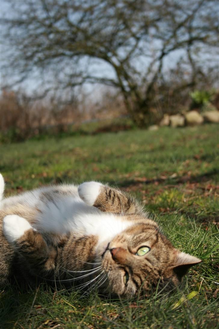 Huskat Chiddie Huskat billede 5