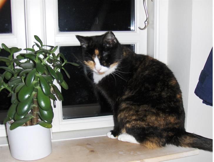 Huskat Misser - Dejlige misser venter som regel på mig i vinduet billede 2
