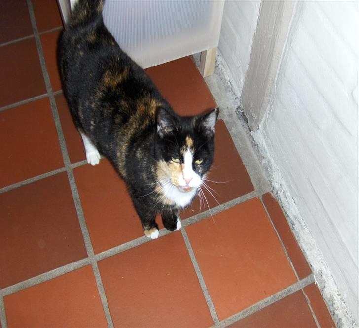 Huskat Misser - Se min dejlige misser xD elsker hende billede 3