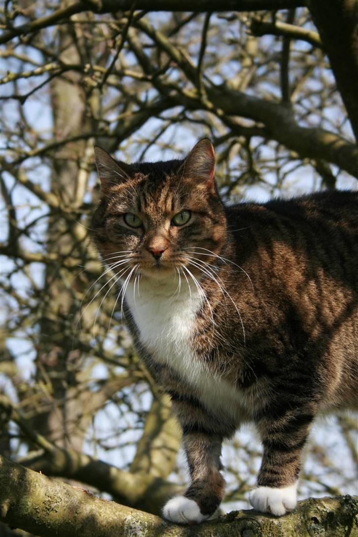 Huskat Chiddie Huskat billede 6