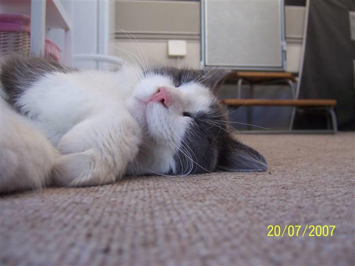 Maine Coon Bobby billede 10