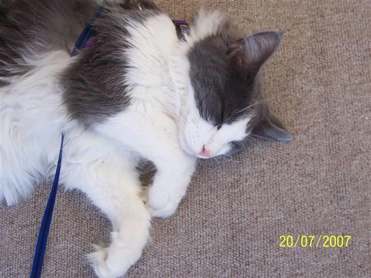 Maine Coon Bobby billede 11