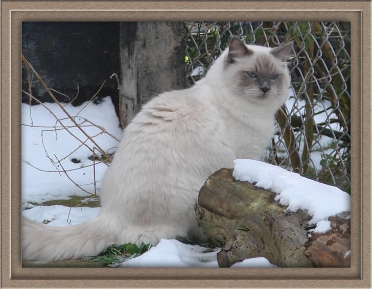 Ragdoll CZ*Zea Mays Komodo Dragon billede 1