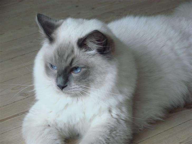 Ragdoll CZ*Zea Mays Komodo Dragon billede 2