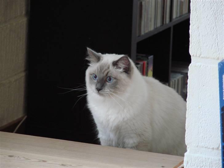 Ragdoll CZ*Zea Mays Komodo Dragon billede 3