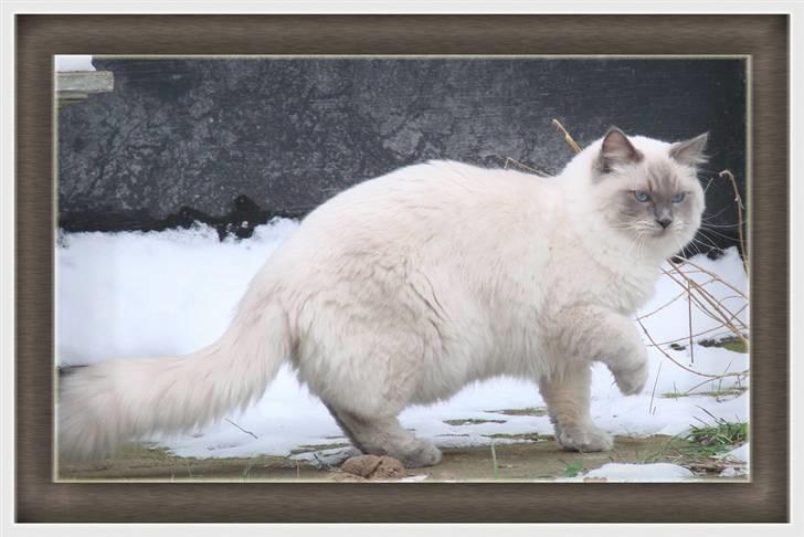 Ragdoll CZ*Zea Mays Komodo Dragon billede 4