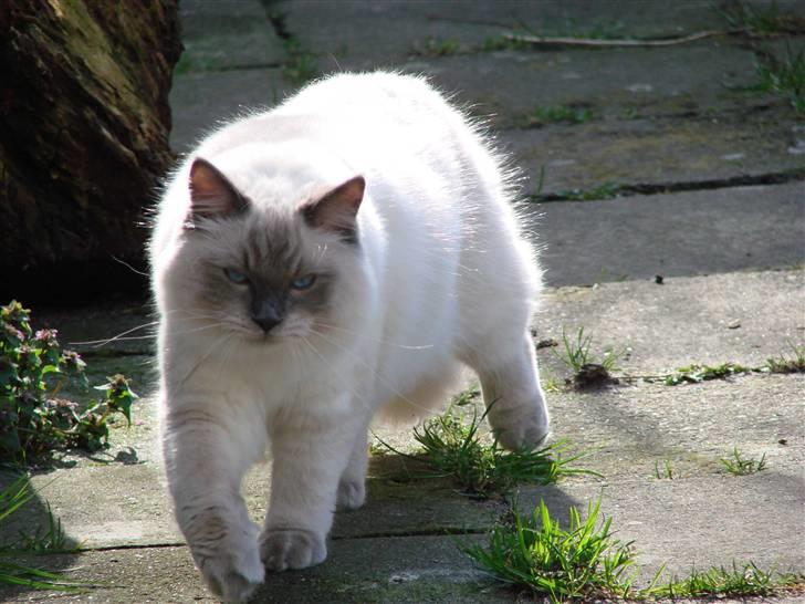 Ragdoll CZ*Zea Mays Komodo Dragon billede 5