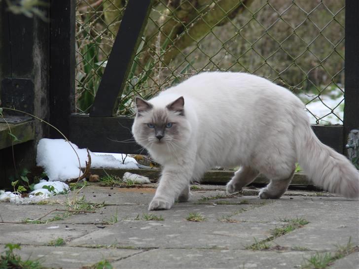 Ragdoll CZ*Zea Mays Komodo Dragon billede 6