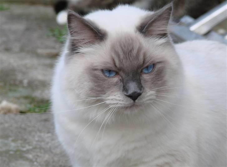 Ragdoll CZ*Zea Mays Komodo Dragon billede 7