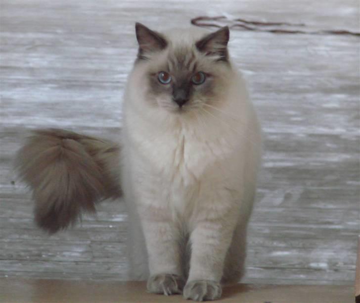 Ragdoll CZ*Zea Mays Komodo Dragon billede 8