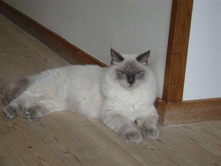 Ragdoll CZ*Zea Mays Komodo Dragon billede 9