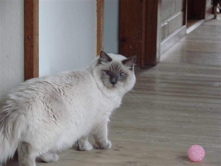 Ragdoll CZ*Zea Mays Komodo Dragon billede 10