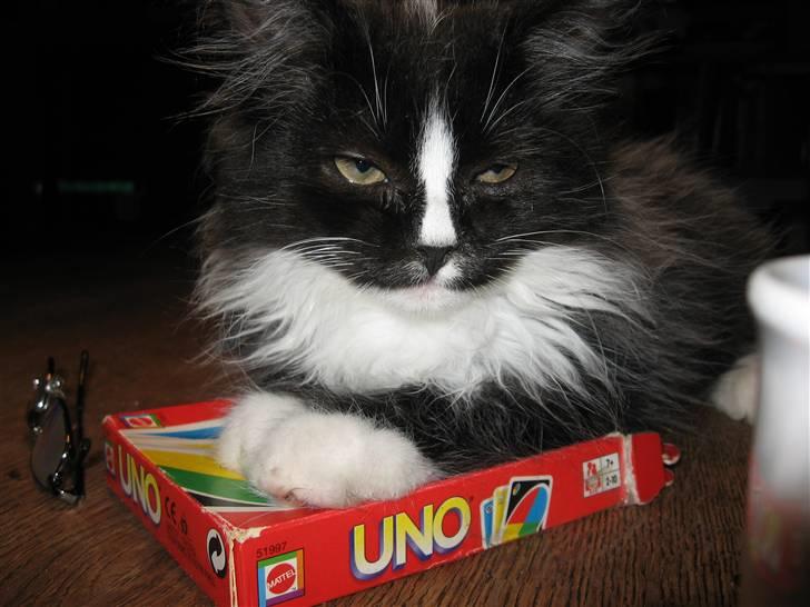 Blanding af racer Pels (Hr. Bit) - Skal vi have et spil UNO??? billede 1