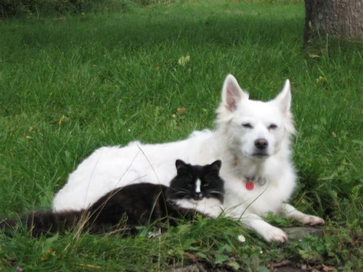 Blanding af racer Pels (Hr. Bit) - Her vogter vi! billede 2