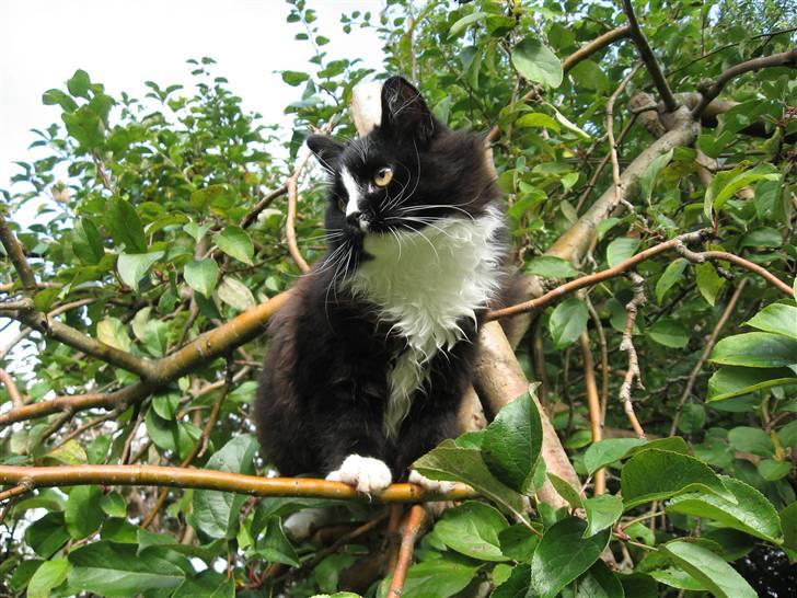 Blanding af racer Pels (Hr. Bit) - Hvor katten blev den fugl nu af???? billede 3