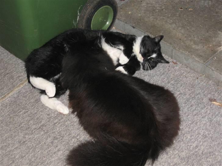 Blanding af racer Pels (Hr. Bit) - Storebror Sofus gir´ nok en lille tår.........mums..... billede 4