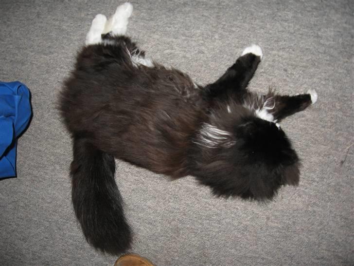 Blanding af racer Pels (Hr. Bit) - Her er jeg........jeg hedder PELS..... billede 5