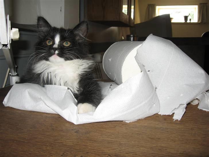 Blanding af racer Pels (Hr. Bit) - Ulykker.....hvem......mig???? billede 6