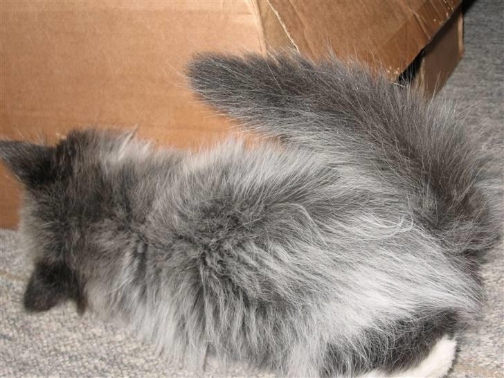 Blanding af racer Pels (Hr. Bit) - Nogle er gråhårede som gamle, jeg var det som lille.... billede 7