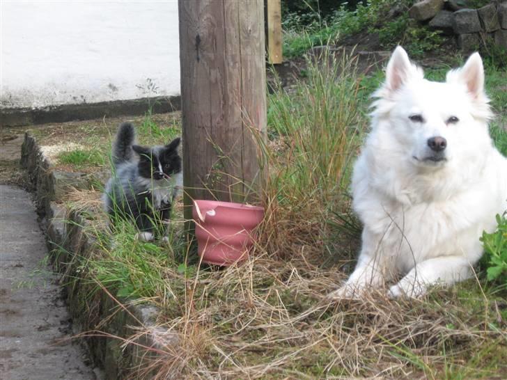 Blanding af racer Pels (Hr. Bit) - Min hund Zif og jeg.... billede 8