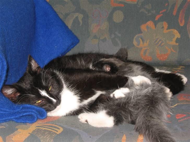 Blanding af racer Pels (Hr. Bit) - Ja.....jeg fik også babstår hos min bror dengang...... billede 9