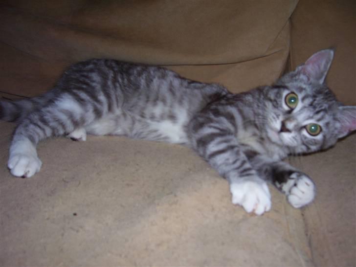 Blanding af racer Tvebakke  † d. 2/11-08 billede 11