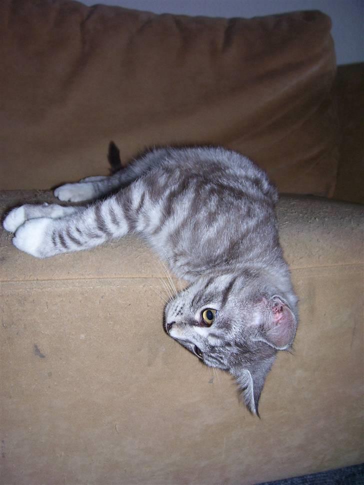 Blanding af racer Tvebakke  † d. 2/11-08 billede 12