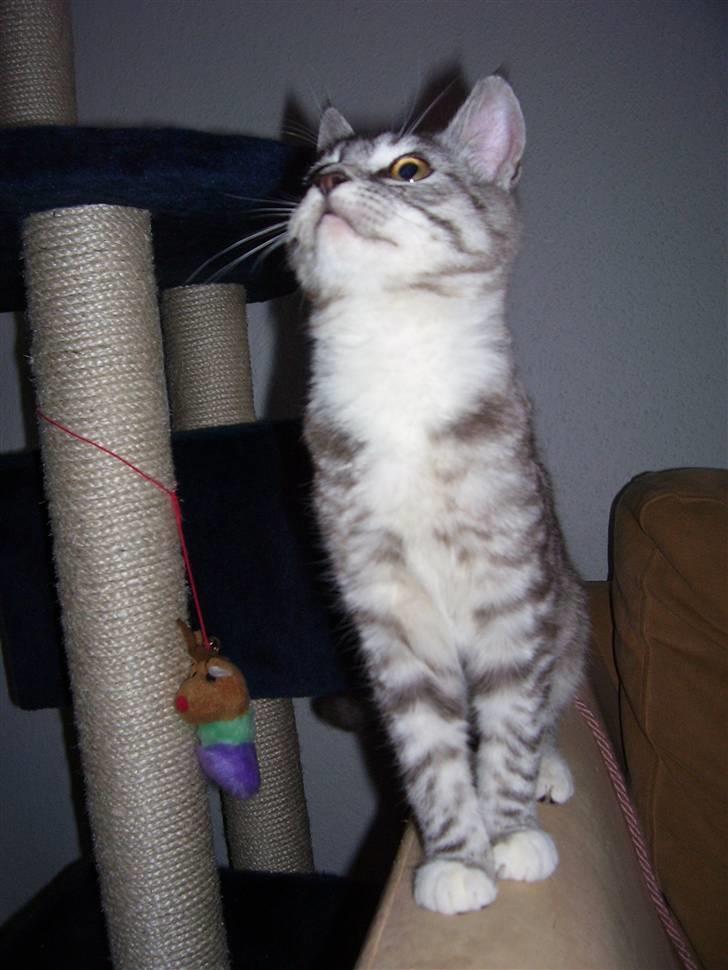 Blanding af racer Tvebakke  † d. 2/11-08 billede 13