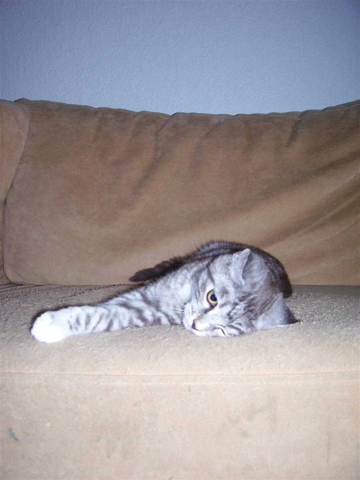 Blanding af racer Tvebakke  † d. 2/11-08 billede 14